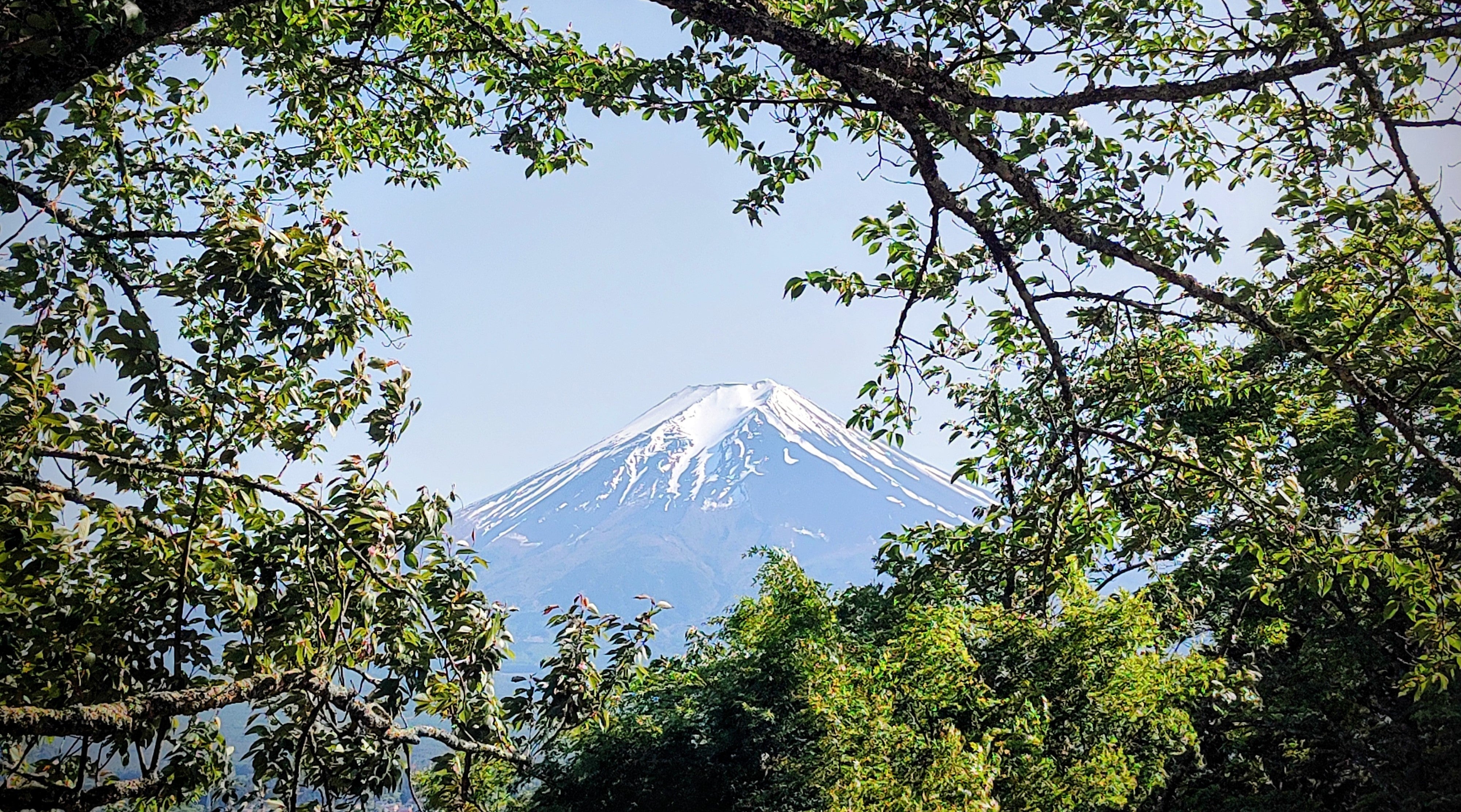 TrueJapan - Sake, Whisky and Brandy
